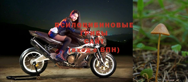прущие грибы Волоколамск